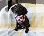 Small #1 Labrador Retriever Mix