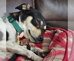 Small #2 Rat Terrier