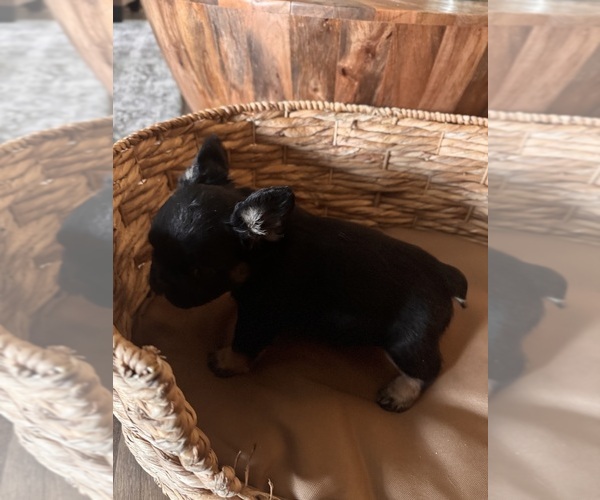 Medium Photo #19 French Bulldog Puppy For Sale in BONNEAU, SC, USA