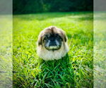 Small Pekingese