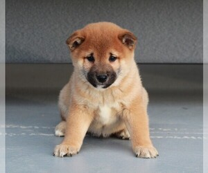 Shiba Inu Puppy for sale in APPLE CREEK, OH, USA