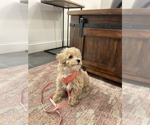 Cavachon Puppy for sale in BRONX, NY, USA