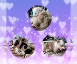 Small Photo #1 American Corgi Puppy For Sale in NOWATA, OK, USA