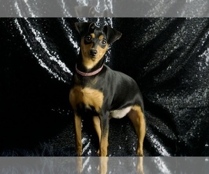 Medium Miniature Pinscher
