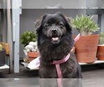 Small #13 Mutt