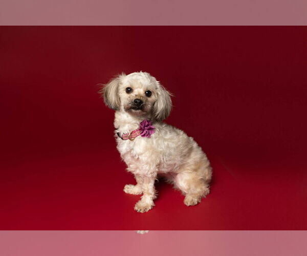 Medium Photo #4 Shih Tzu-Unknown Mix Puppy For Sale in St. Louis Park, MN, USA