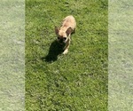 Puppy Puppy 3 French Bulldog