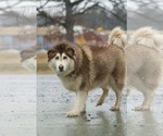 Small #4 Alaskan Malamute