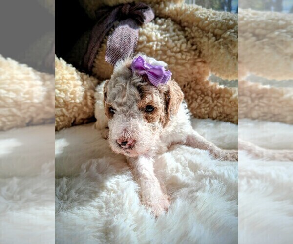 Medium Photo #156 Goldendoodle (Miniature) Puppy For Sale in GASTONIA, NC, USA