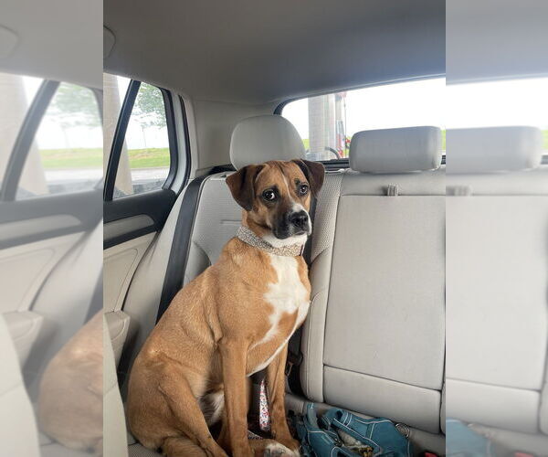 Medium Photo #21 Australian Shepherd-Boxer Mix Puppy For Sale in Bolivar, MO, USA
