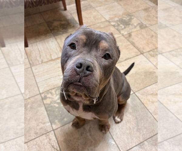 Medium Photo #3 Mutt Puppy For Sale in Jefferson, WI, USA