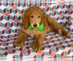 Medium Goldendoodle