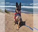 Small #7 German Shepherd Dog Mix