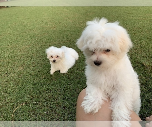Medium Photo #2 Maltese Puppy For Sale in VALDOSTA, GA, USA
