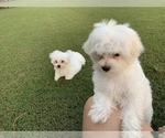 Small Photo #2 Maltese Puppy For Sale in VALDOSTA, GA, USA