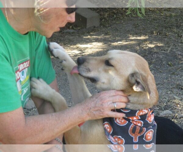 Medium Photo #3 Retriever -Unknown Mix Puppy For Sale in Godley, TX, USA
