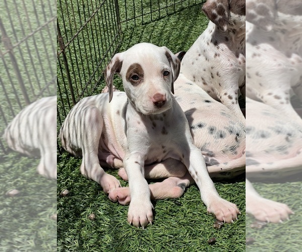 Medium Photo #4 Dalmatian Puppy For Sale in LA PUENTE, CA, USA