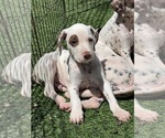 Small #2 Dalmatian