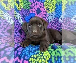 Small Photo #6 Labrador Retriever Puppy For Sale in GLEN ROCK, PA, USA