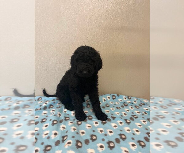 Medium Photo #3 Golden Retriever Puppy For Sale in Osgood, IN, USA