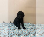 Small #2 Golden Retriever