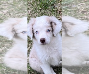 Boerboel Puppy for sale in WILLIS, VA, USA