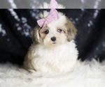 Puppy BEANS Maltipoo