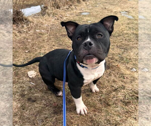 Medium Photo #5 American Bulldog-Unknown Mix Puppy For Sale in Muskegon, MI, USA