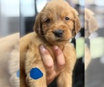 Puppy Blue collar Golden Retriever