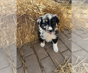 Australian Shepherd Puppy for sale in MORRILL, KS, USA