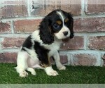 Small #14 Cavalier King Charles Spaniel