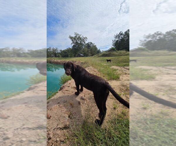 Medium Photo #6 Labrador Retriever Puppy For Sale in EASTMAN, GA, USA