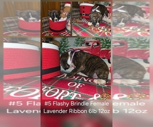 Boxer Puppy for Sale in LINN GROVE, Indiana USA