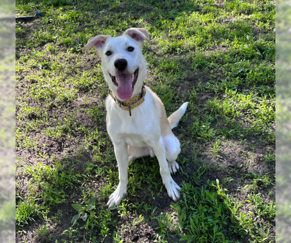 Medium Photo #24 Huskies -Labrador Retriever Mix Puppy For Sale in Brooklyn Center, MN, USA