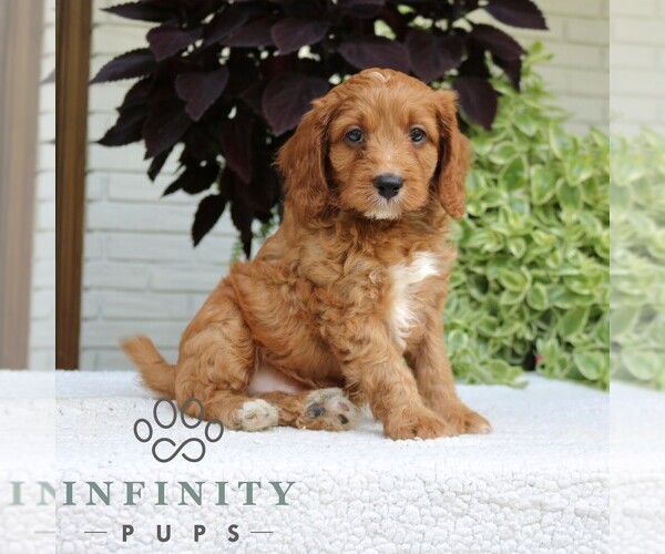 Medium Photo #5 Cavapoo (Miniature) Puppy For Sale in LEOLA, PA, USA