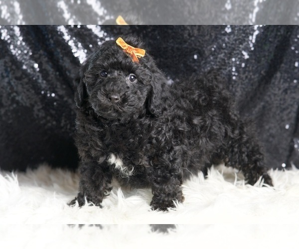 Medium Photo #3 Poodle (Miniature) Puppy For Sale in WARSAW, IN, USA