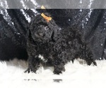 Small #2 Poodle (Miniature)