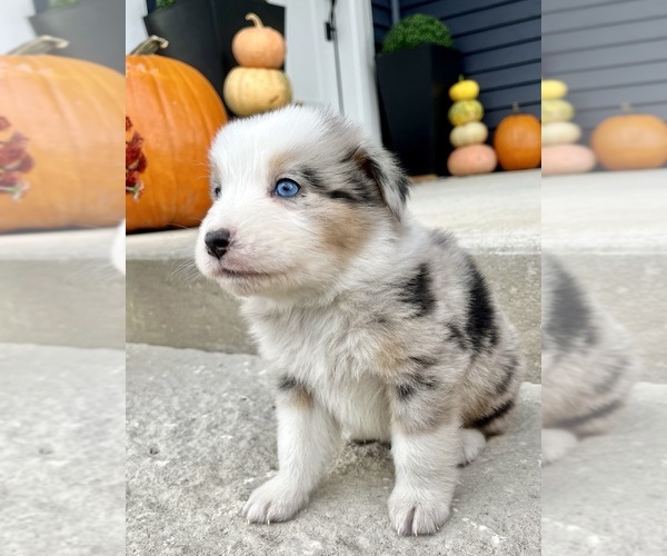Medium Photo #7 Australian Shepherd Puppy For Sale in LODA, IL, USA