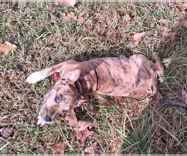 Medium Photo #4 Mountain Cur Puppy For Sale in Rutherfordton, NC, USA