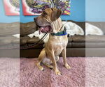 Small #9 Mastiff