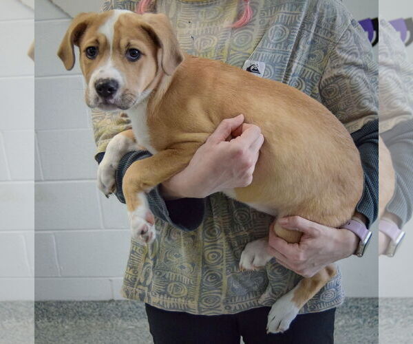 Medium Photo #2 Boxer-Unknown Mix Puppy For Sale in Huntley, IL, USA