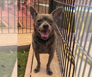 Chihuahua Dogs for adoption in Sacramento, CA, USA