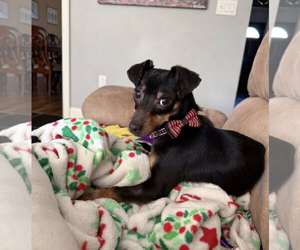 Medium Photo #2 Chiweenie Puppy For Sale in St. Louis Park, MN, USA