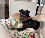Small #1 Chiweenie
