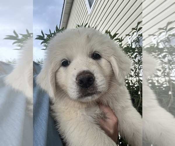 Medium Photo #1 Great Pyrenees Puppy For Sale in CHIPLEY, FL, USA
