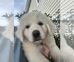 Small Photo #1 Great Pyrenees Puppy For Sale in CHIPLEY, FL, USA