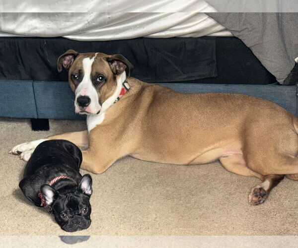 Medium Photo #7 Boxer-Unknown Mix Puppy For Sale in Holly Springs, NC, USA
