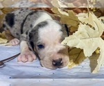 Puppy Berkeley Catahoula Leopard Dog