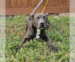 Small American Pit Bull Terrier