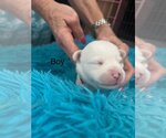 Small Photo #1 Jack Russell Terrier-Unknown Mix Puppy For Sale in Tustin, CA, USA